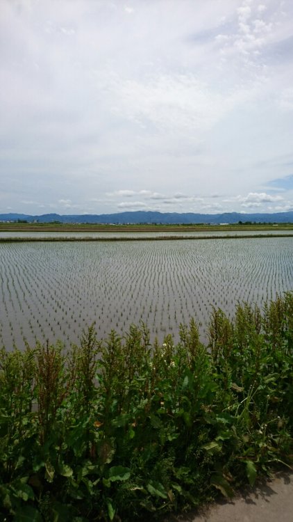 田植えの季節です！！