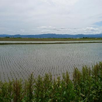田植えの季節です！！