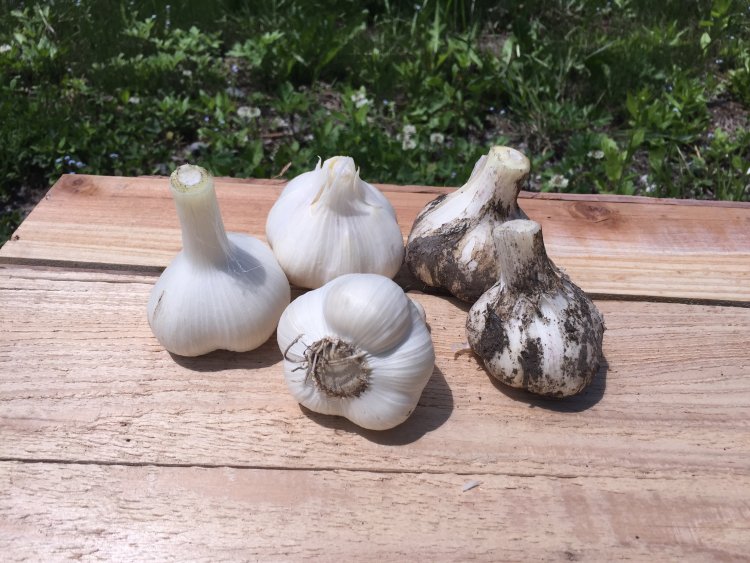 にんにくの旬の季節です