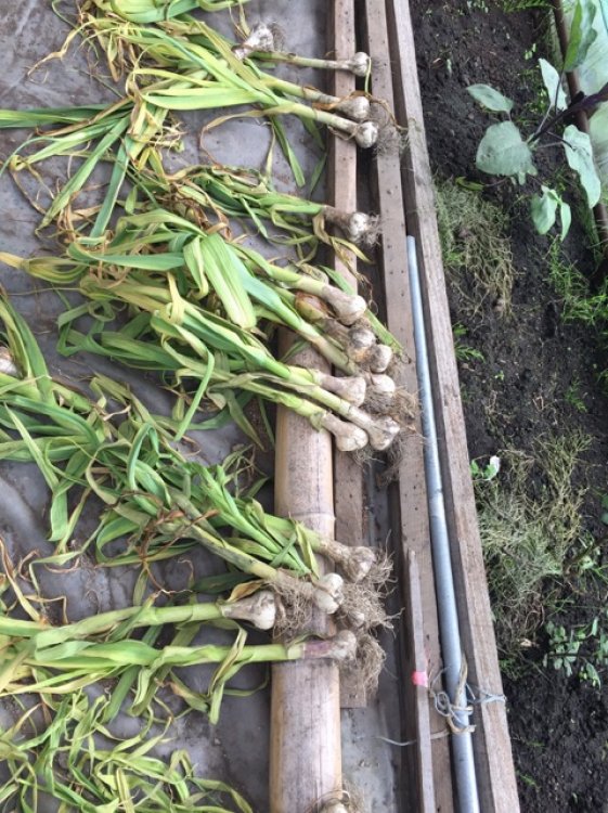 にんにくの旬の季節です