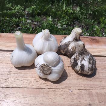 にんにくの旬の季節です