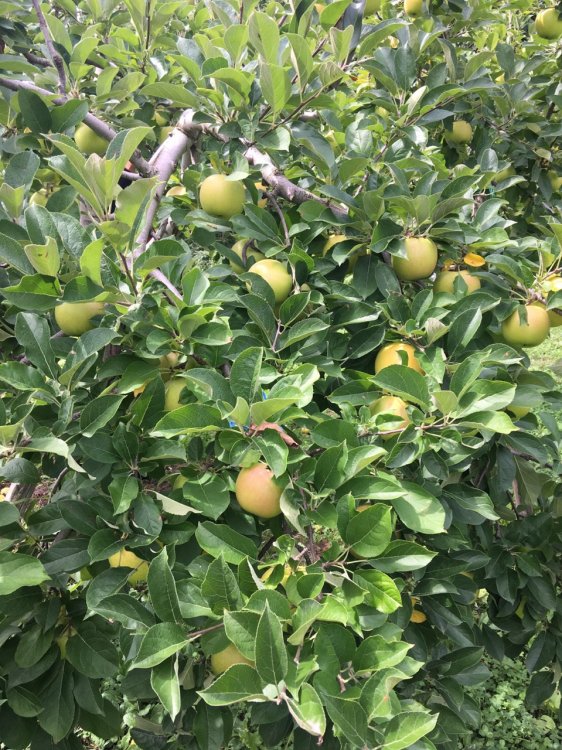 黄色い王様　黄王（きおう）収穫です！！