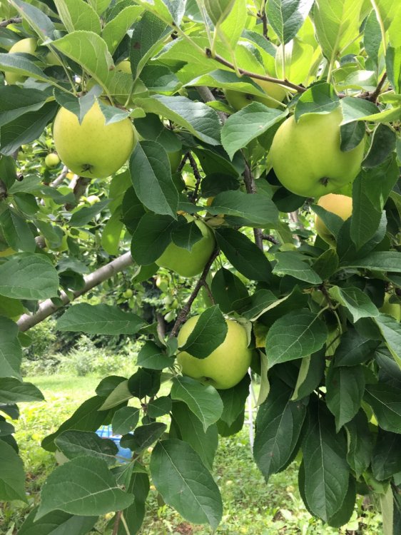 黄色い王様　黄王（きおう）収穫です！！