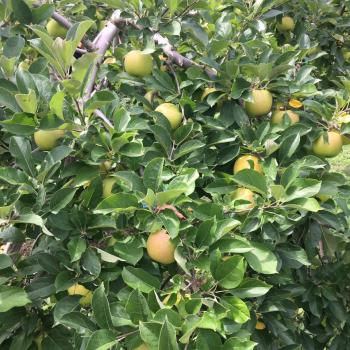 黄色い王様　黄王（きおう）収穫です！！