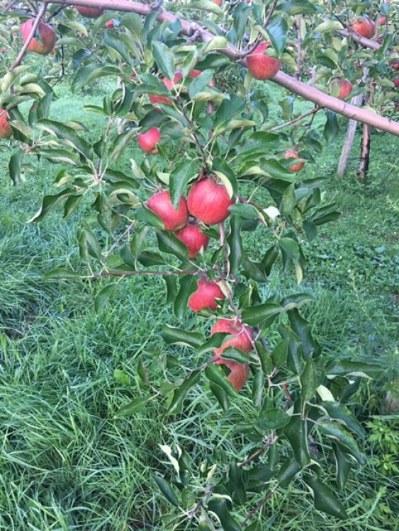 赤色が美しいりんご　『つがる』　