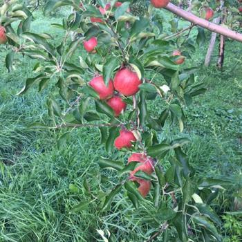 赤色が美しいりんご　『つがる』　