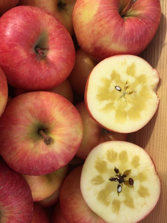 究極の蜜入りりんご『高徳こうとく』