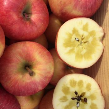 究極の蜜入りりんご『高徳こうとく』