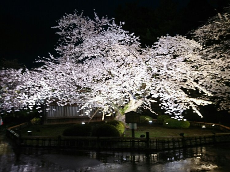 『弘前さくらまつり』開催中！！