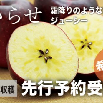 希少品種おいらせ、もりのかがやき先行予約受付中！