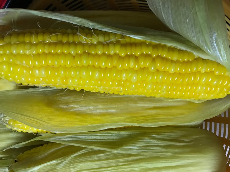 「嶽きみ」予約開始！！送料無料でお届け♪