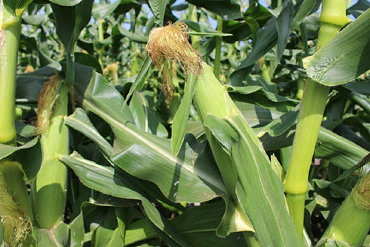 「嶽きみ」予約開始！！送料無料でお届け♪