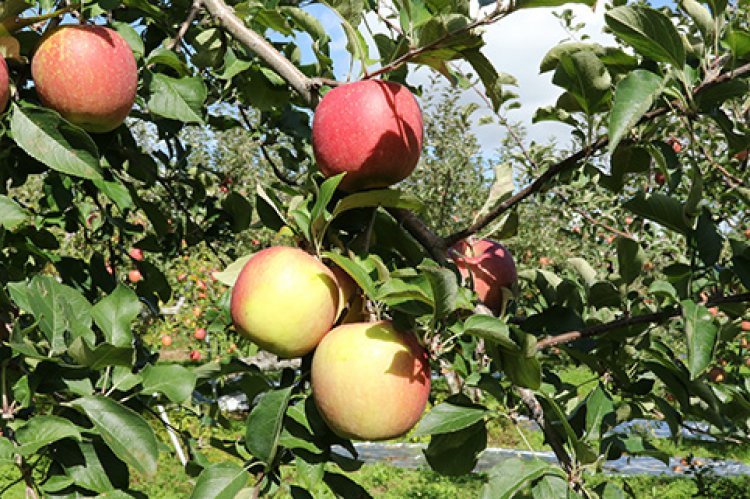 りんごは1日にして成らず