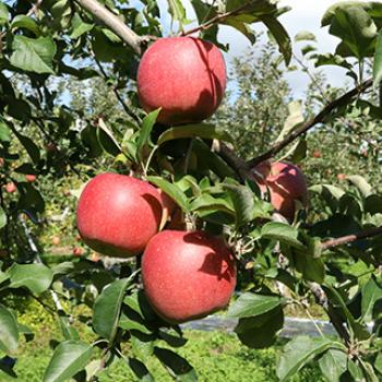 りんごは1日にして成らず