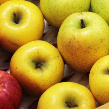 業務用にもオススメ！「ジュース用・加工用りんご」