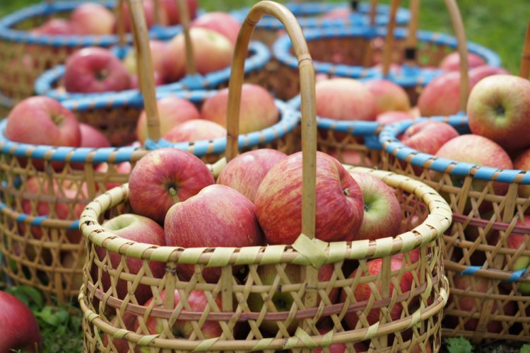 加工の受付は9月10日頃を予定しています。