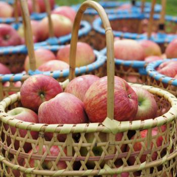 加工の受付は9月10日頃を予定しています。