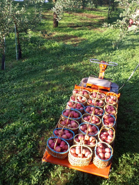 ジュース加工受付中です（現在、約２週間待ちです）