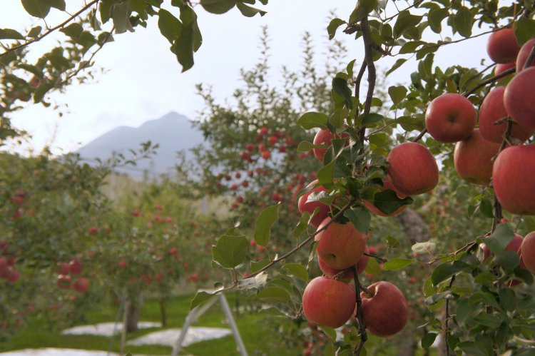 加工受付中。現在、１２日前後かかります。