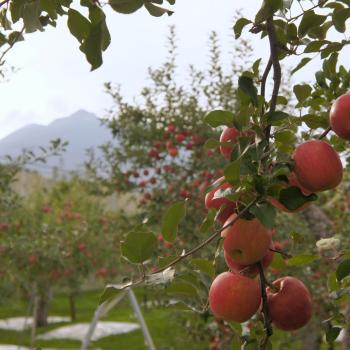 加工受付中。現在、１２日前後かかります。