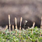 加工受付は４月１９日までとなります。