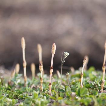 加工受付は４月１９日までとなります。