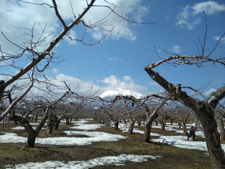 ４月中旬頃まで加工受付しております。