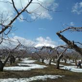 ４月中旬頃まで加工受付しております。