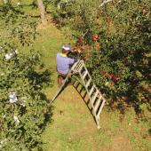 ２０１９年度加工の受付は９月１０日頃からです