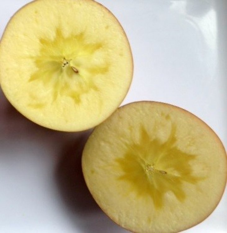 ジューシーで甘みの強いりんごをお届けします！「山りんごの里(齋藤りんご農園)」