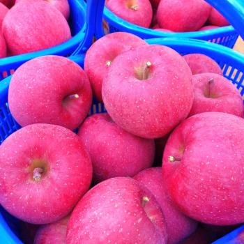 青森りんご【みやびふじ】収穫開始