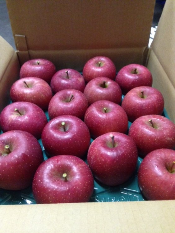 コープ春日店( 九州)に発送！青森県産のサンふじと王林
