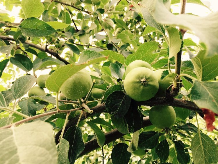 青森県産サンふじすくすく成長中！美味しい果実を選びます！