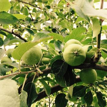 青森県産サンふじすくすく成長中！美味しい果実を選びます！