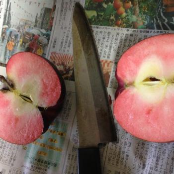 干しりんごの試食