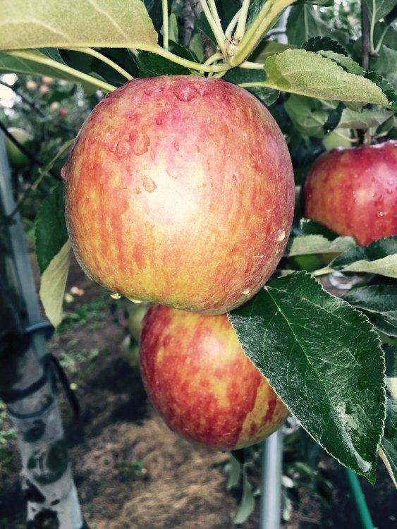 青森のりんご早生品種、「サンつがる」の葉取り始まりました！