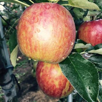 青森のりんご早生品種、「サンつがる」の葉取り始まりました！