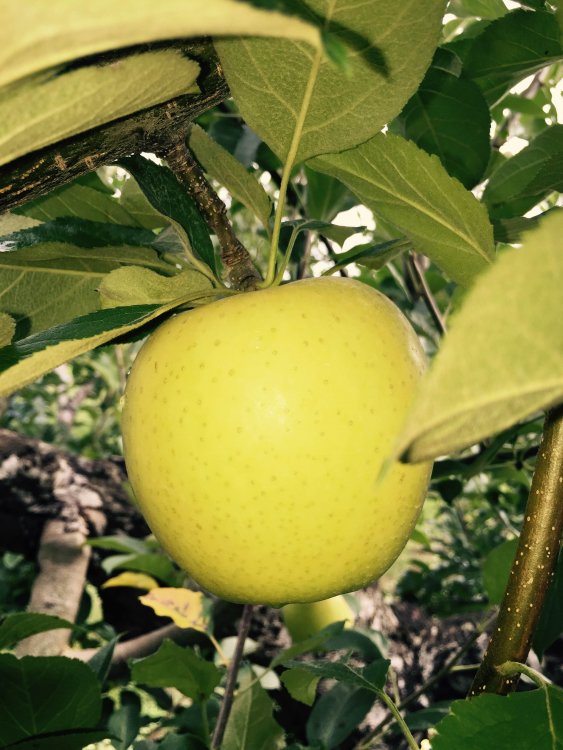 青森県産きおう収穫