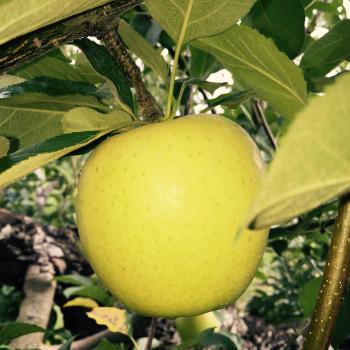 青森県産きおう収穫