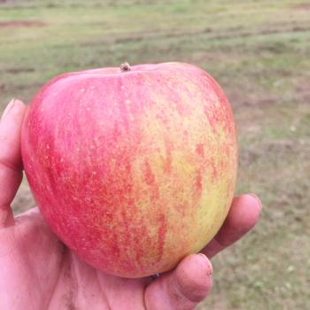 シナノスイートの管理