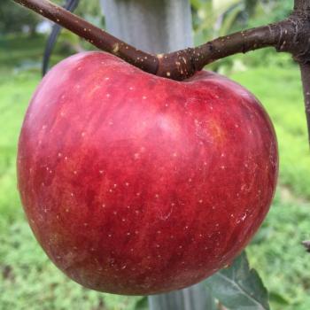 早生りんご「つがる」の葉とり