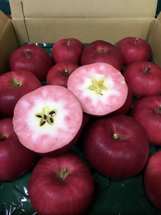 「紅の夢」収穫