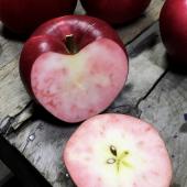 希少品種！赤い果肉のりんご「紅の夢」等 青森県完熟りんご ※写真はイメージです