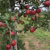 希少品種！赤い果肉のりんご「中野真紅」等 青森県完熟りんご ※写真はイメージです