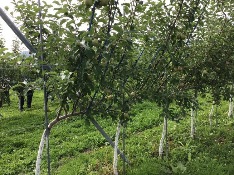 令和２年度わい化夏季視察研修会