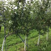 令和２年度わい化夏季視察研修会