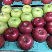 藤崎町りんごわい化栽培研究会