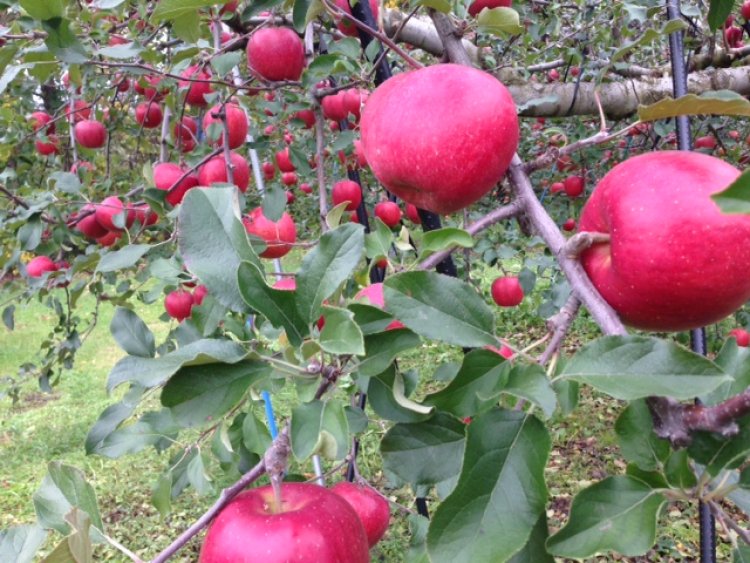 ジューシーで甘い！青森りんご「シナノスイート」予約延長のお知らせ