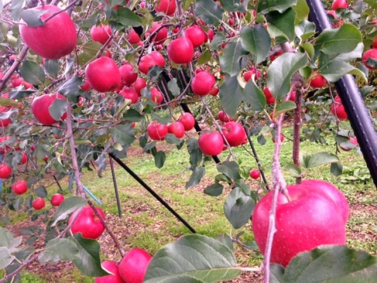 青森りんご「シナノスイート」収穫終盤！限定数販売中