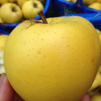 青森りんごジューシーで爽やかな甘さ 「シナノゴールド」収穫！